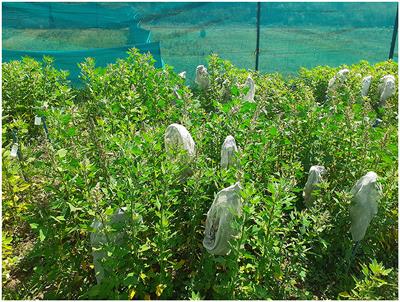 Genetic resources and breeding approaches for improvement of amaranth (Amaranthus spp.) and quinoa (Chenopodium quinoa)